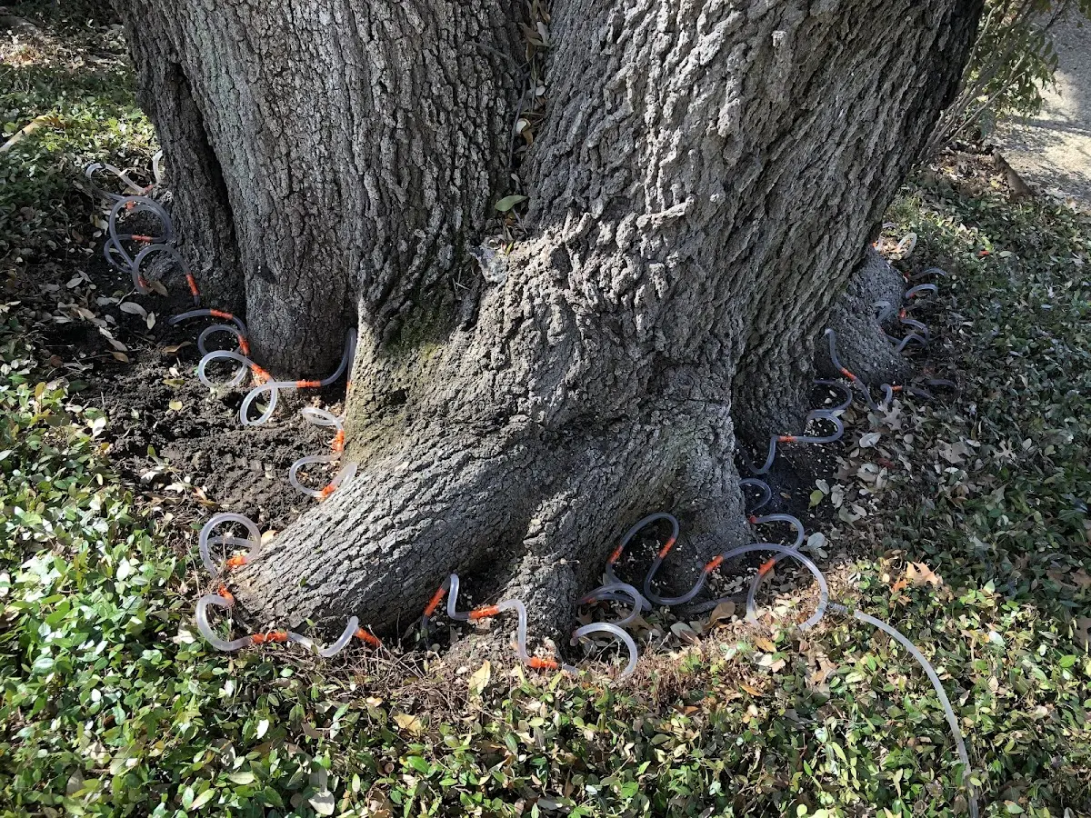 Detailed Tree Cabling and Bracing job site in Walbridge